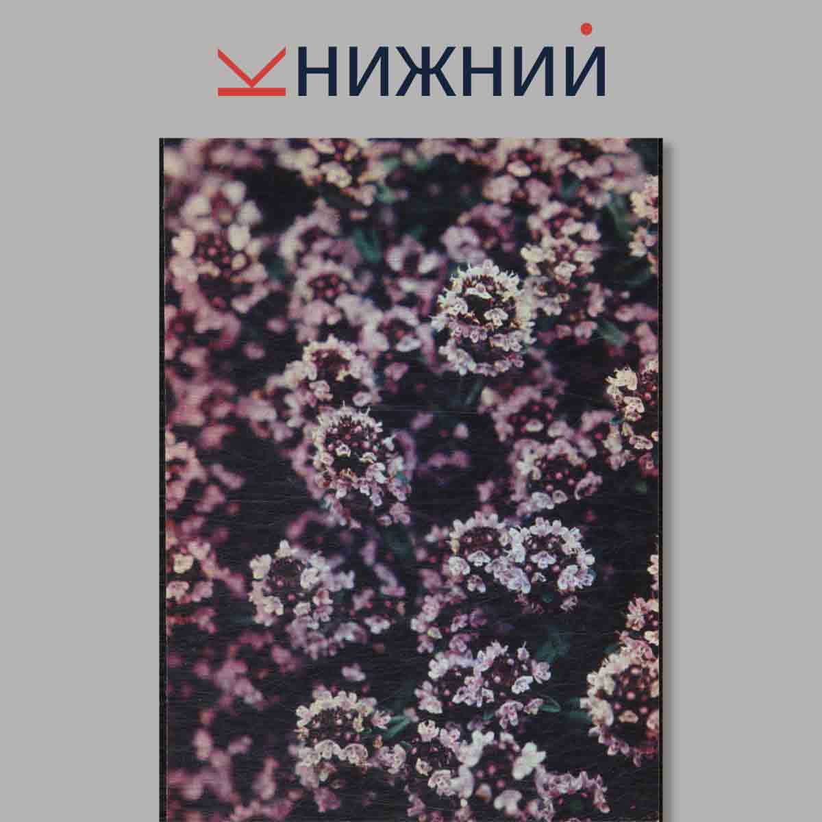 Набор открыток. Экскурсия в природу. Лекарственные растения.