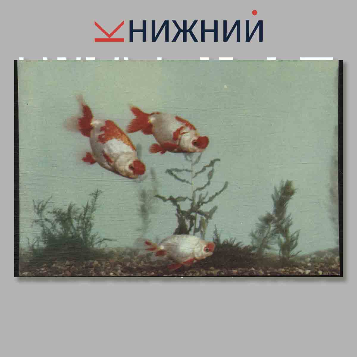 Набор открыток. Золотая рыбка.