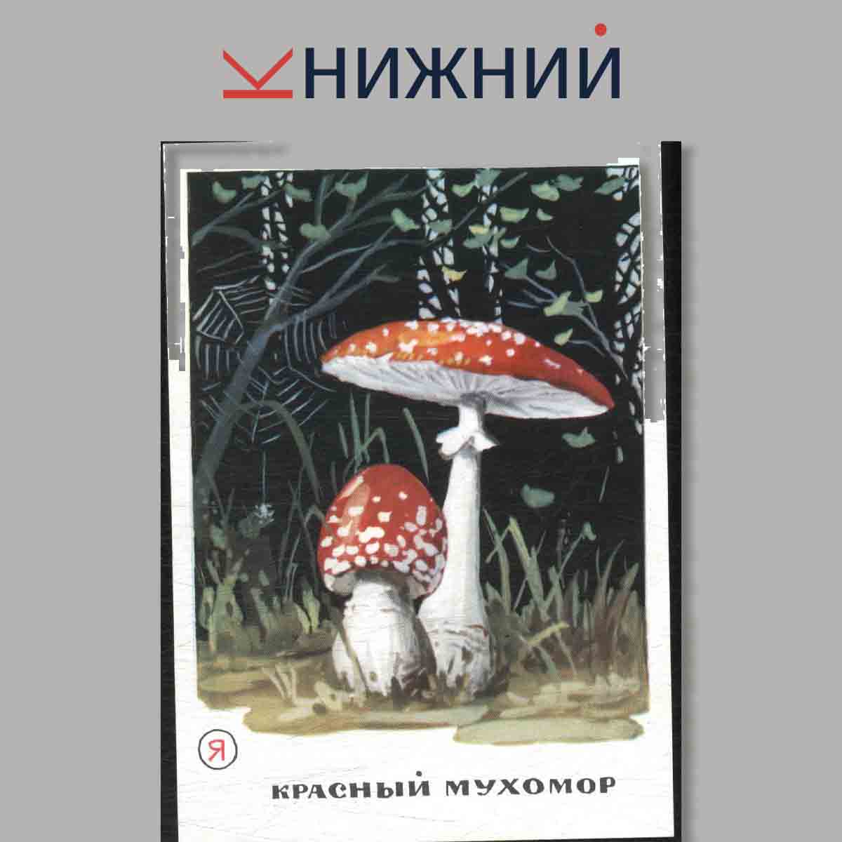Набор открыток. Грибы.