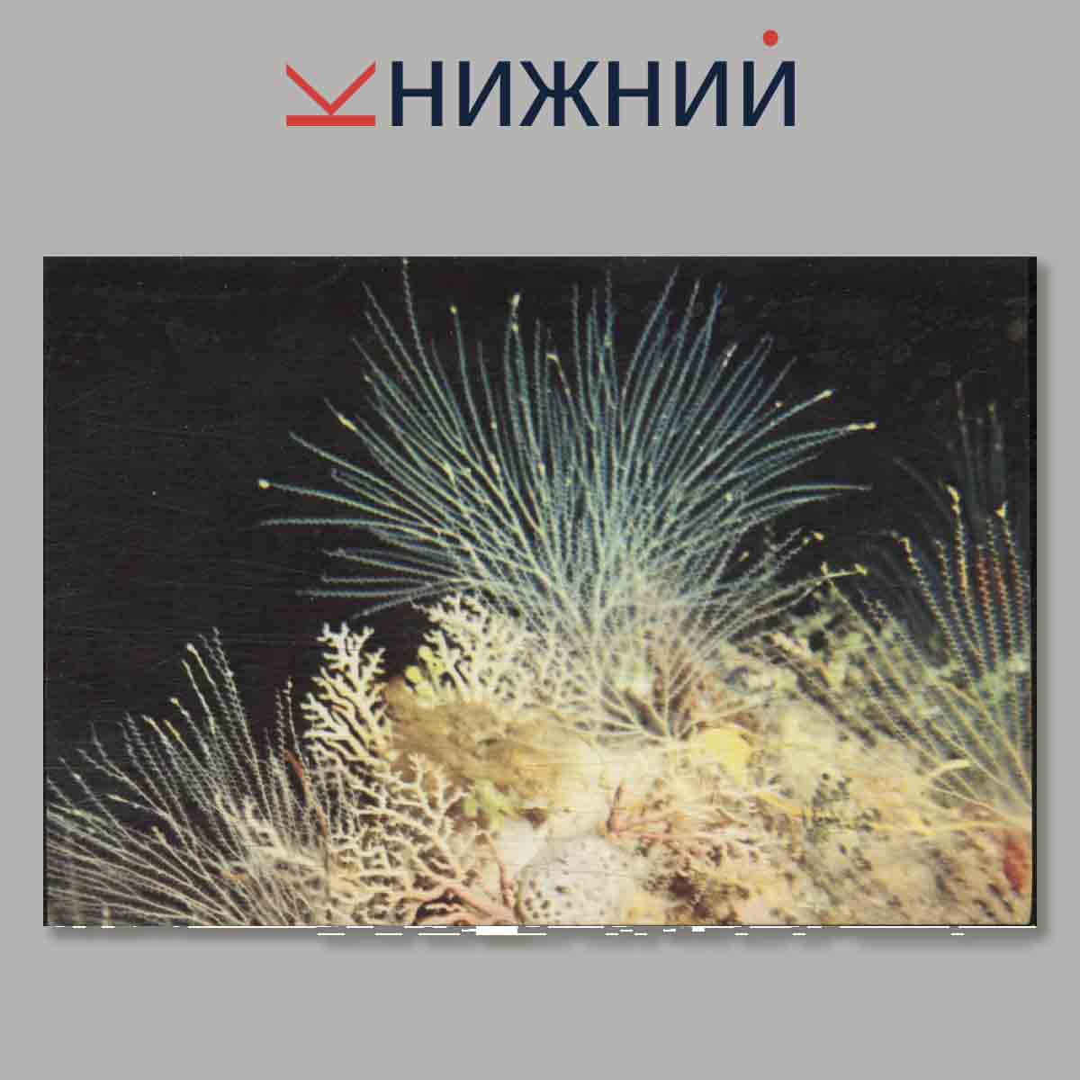 Набор открыток. Морская фауна Кубы.