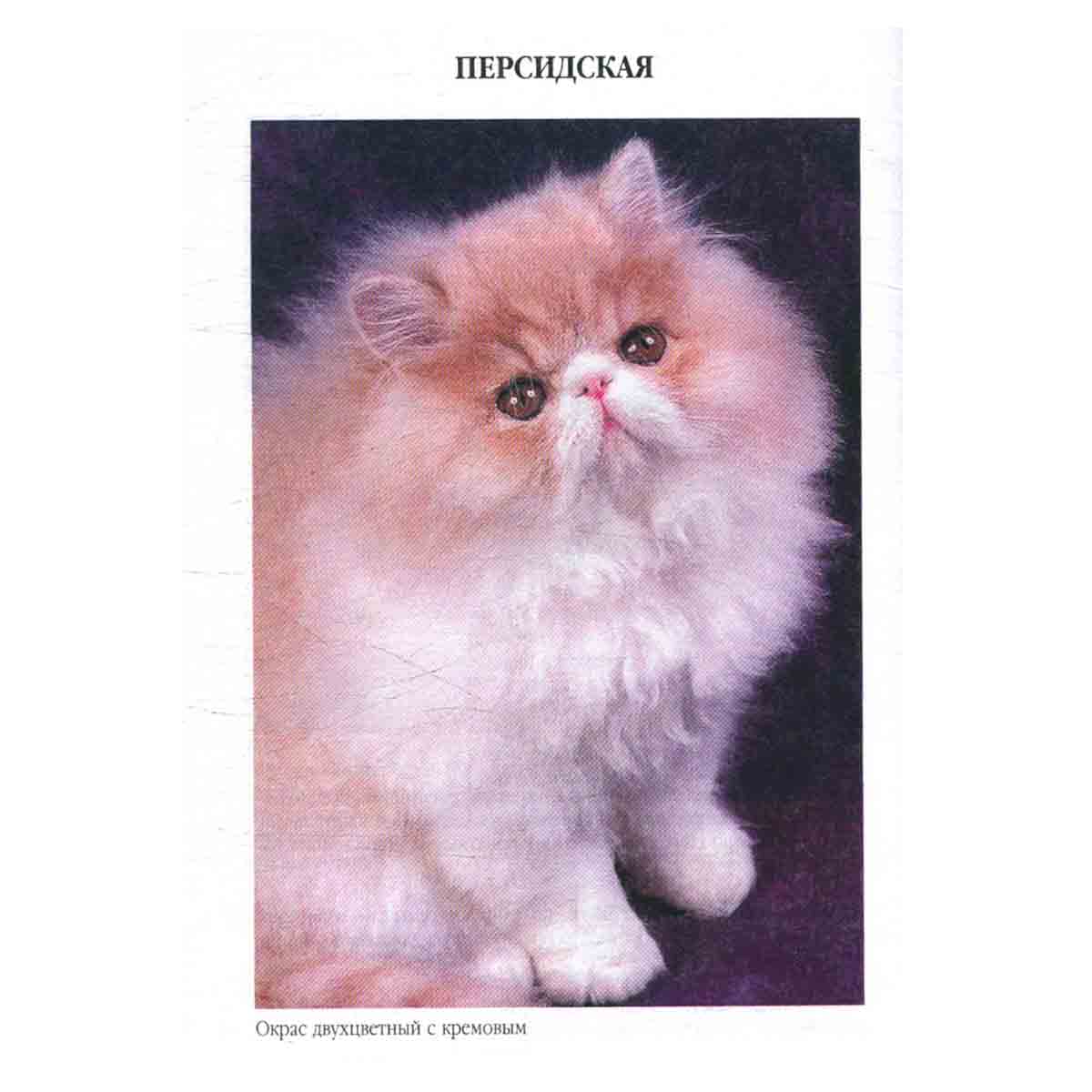 Эти удивительные кошки