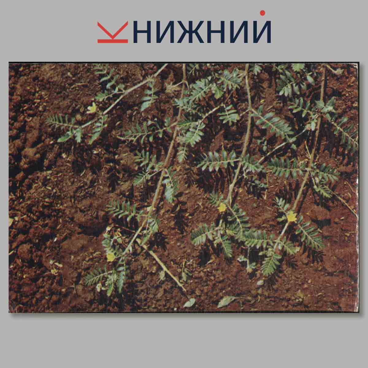 Набор открыток. Зеленая аптека.