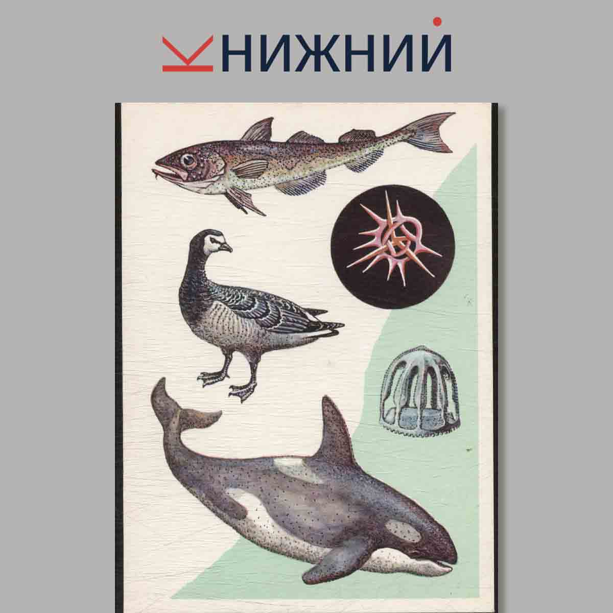 Набор открыток. У моря.