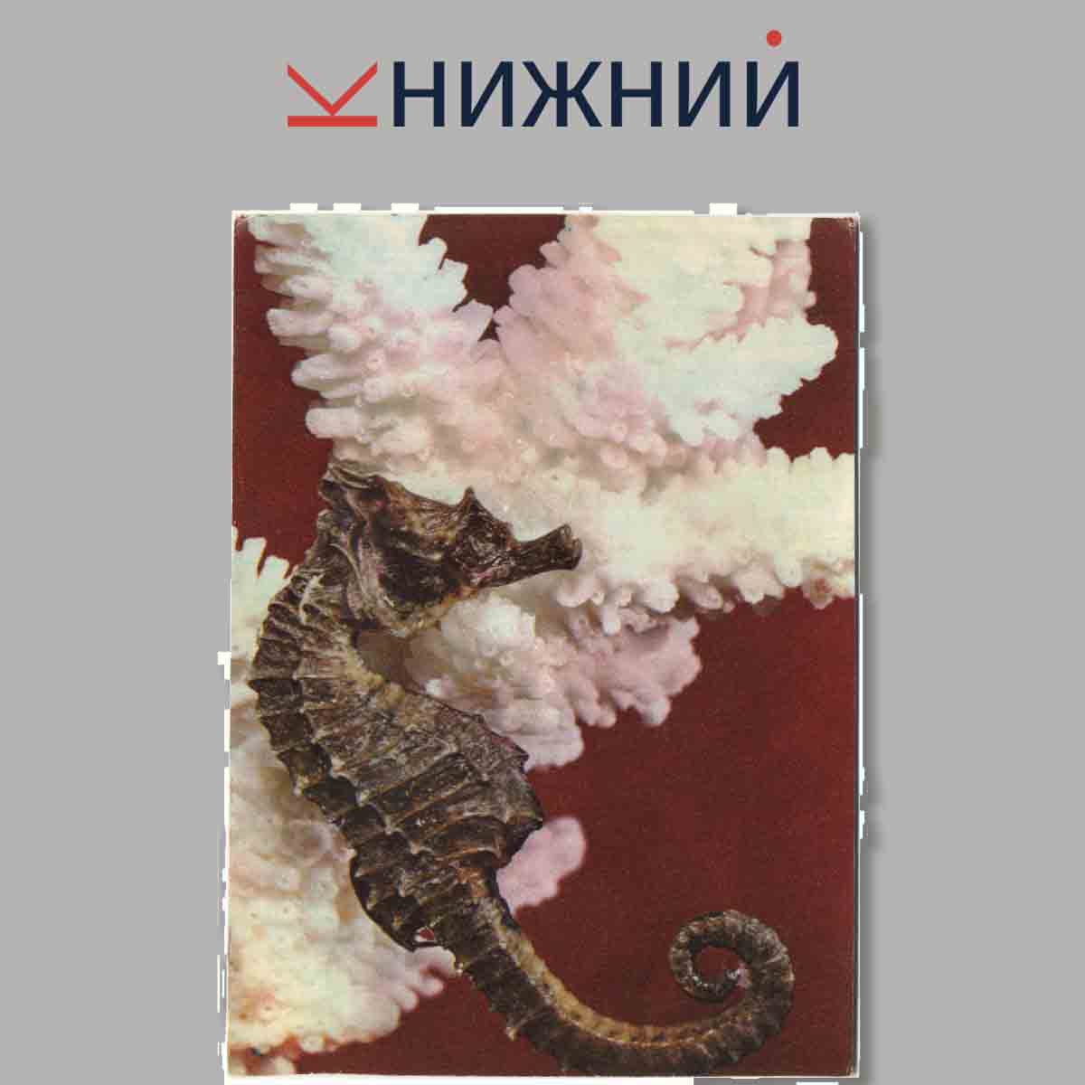 Набор открыток. Экскурсия в природу. Принеси домой океан.