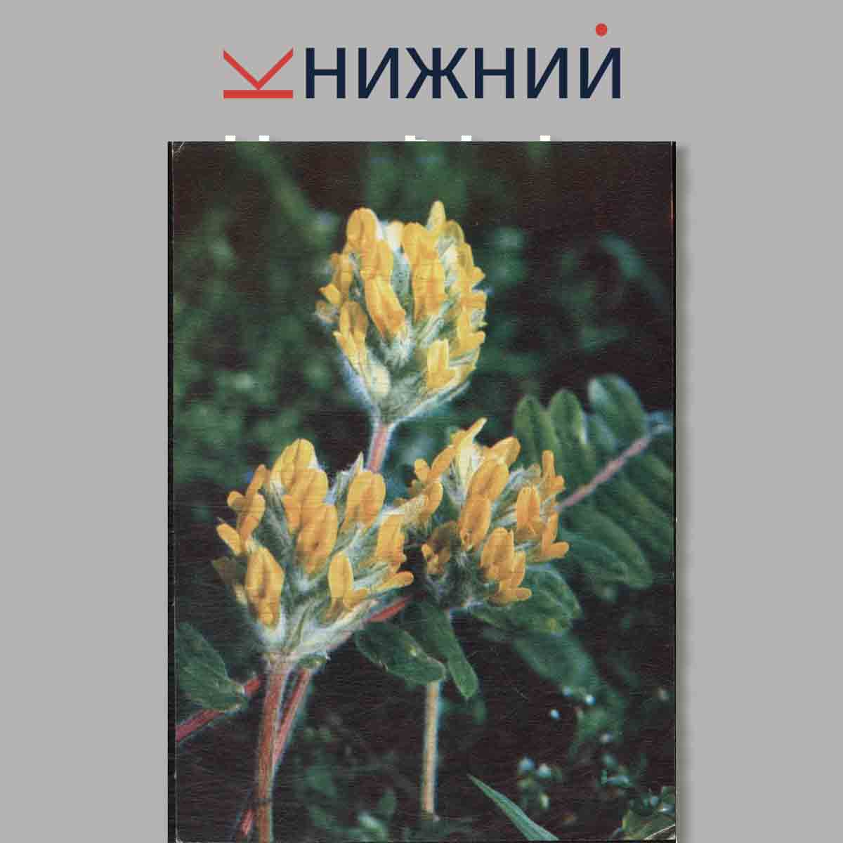 Набор открыток. Экскурсия в природу. Лекарственные растения. Выпуск 4.
